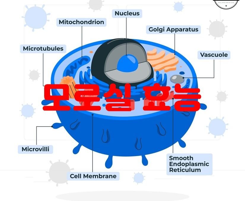 모로실의 항산화 작용과 체지방 감소 효과에 대해 알아보자